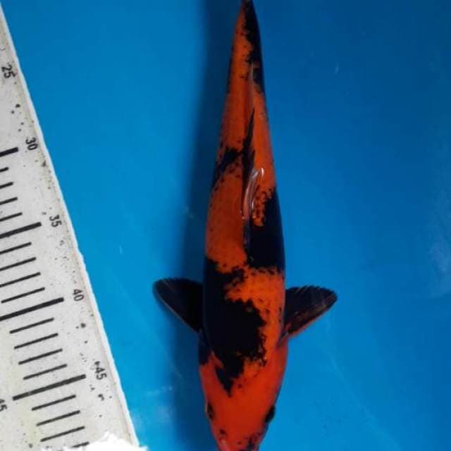 32cm Hi utsuri Male