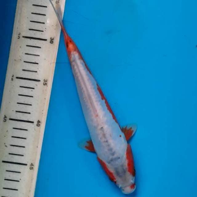 Khosui 24cm