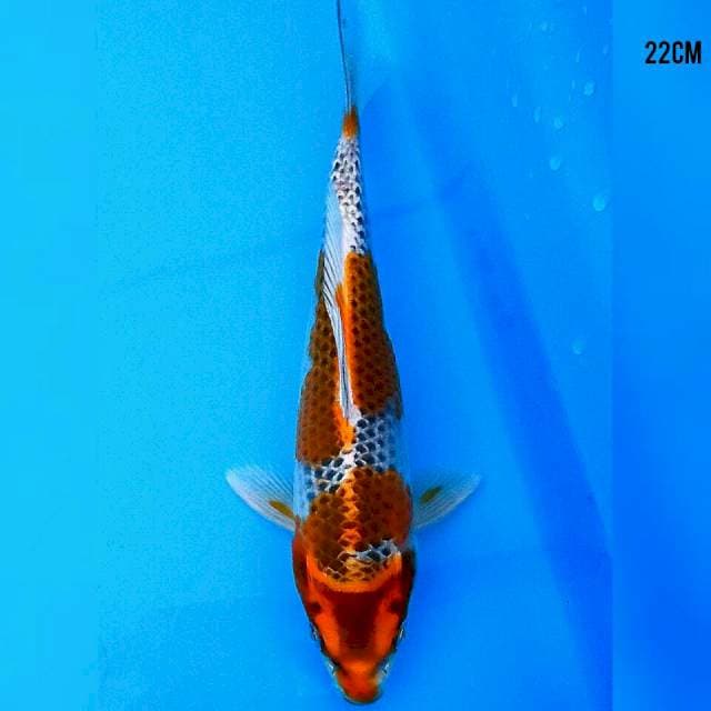 Goshiki 22cm