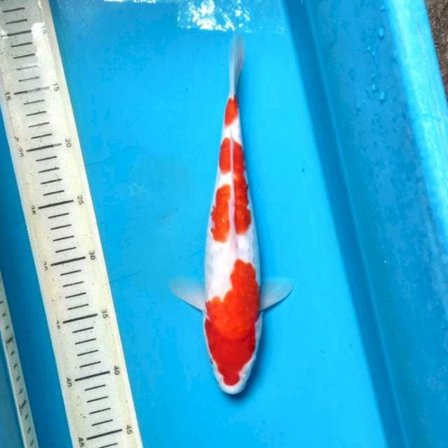 Kohaku aragoke 31cm female