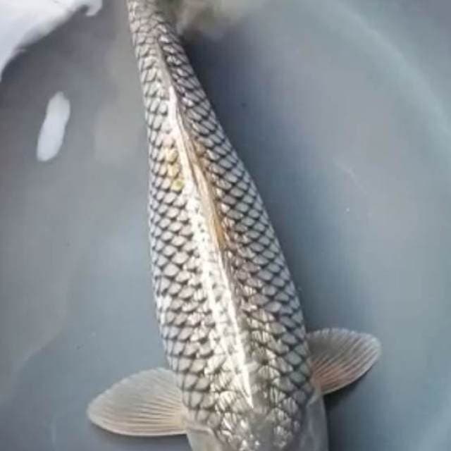 SORAGOI GINRIN BULKY 37 Cm