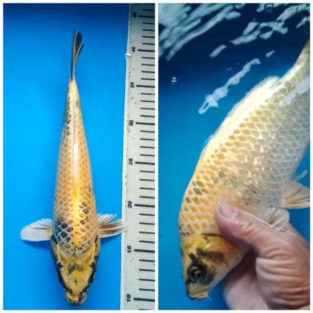 KIN SHOWA GINRIN BULKY 30 Cm, JANTAN