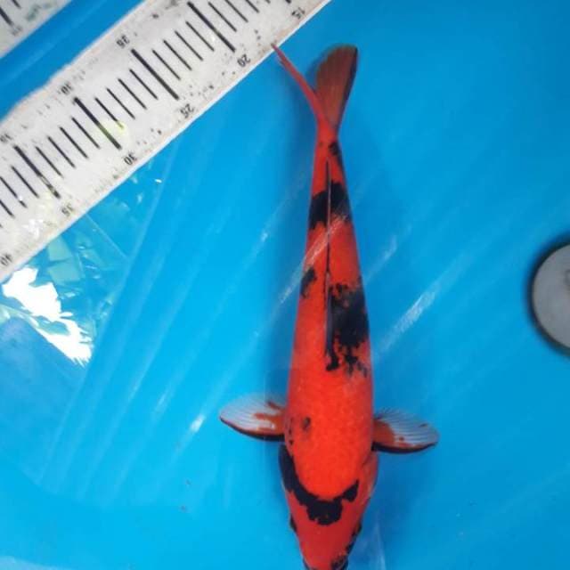 32cm Super red utsuri Male