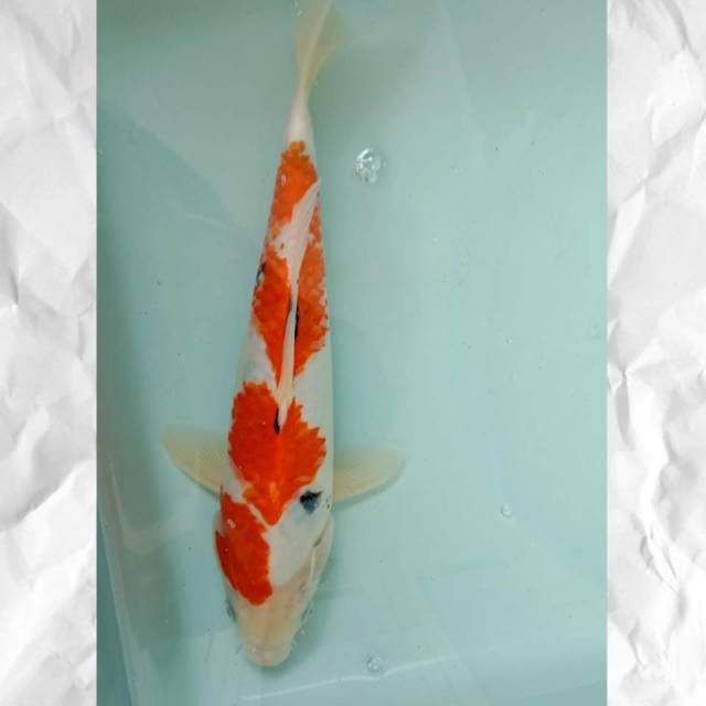 Sanke #27 cm