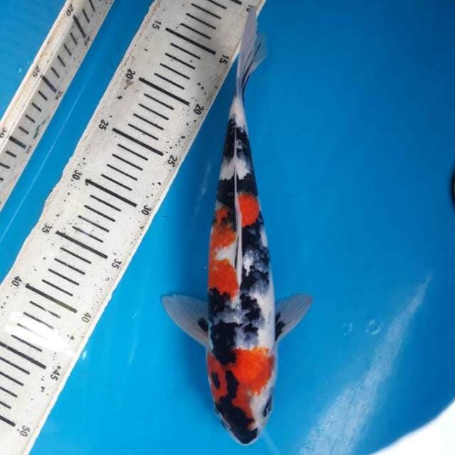 34cm Showa Male