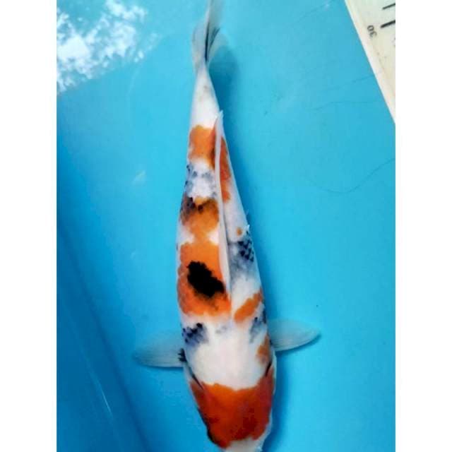 Showa ,25cm