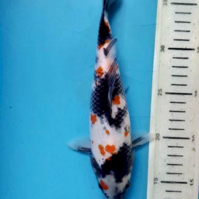 Kanoko Showa, 24cm