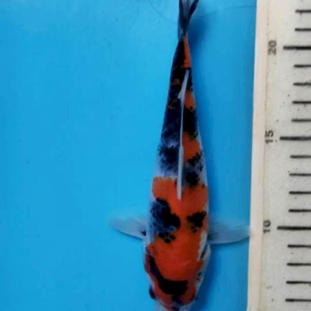 Showa,18cm