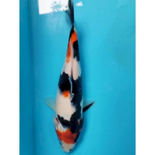 Showa, 20cm