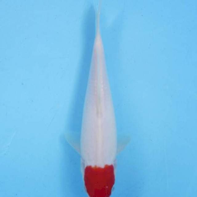 Tancho kohaku