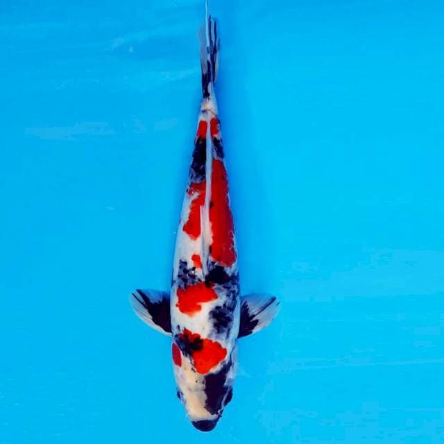 HATTORI HANZO 1 ~ Showa Evolution ™