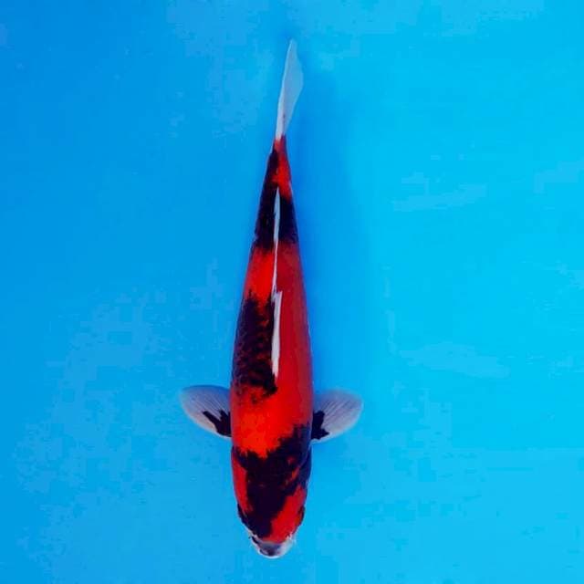HATTORI HANZO 14 ~ Hi Showa ™
