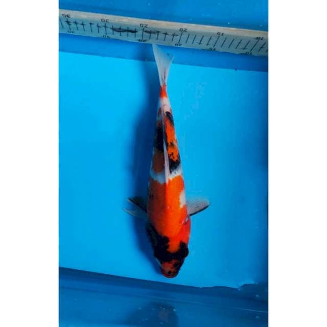 Showa Sanshoku 3step Original Prospect 31cm (F)