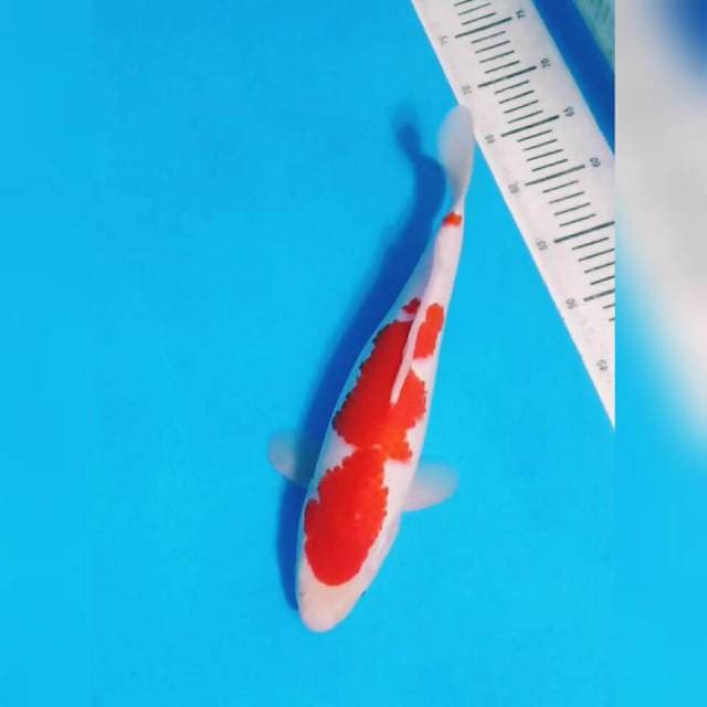 HQ KOHAKU