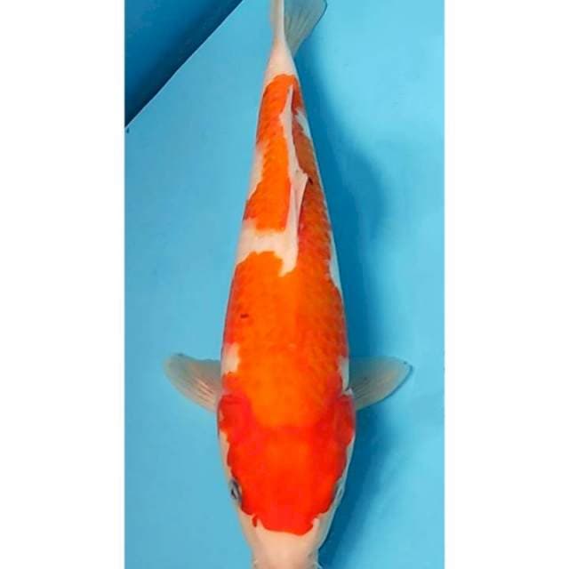 Inazuma Sanke Original 29cm (M)