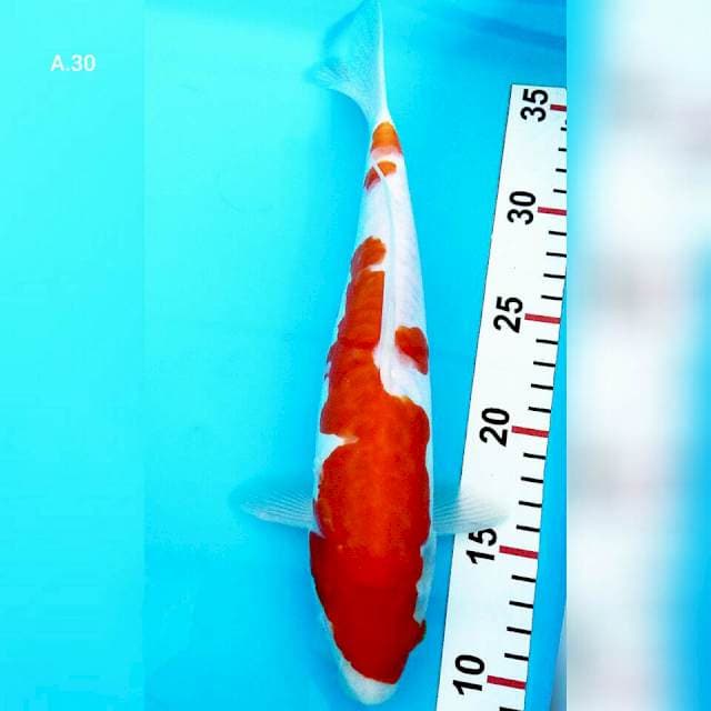 ! Kohaku doit/30cm
