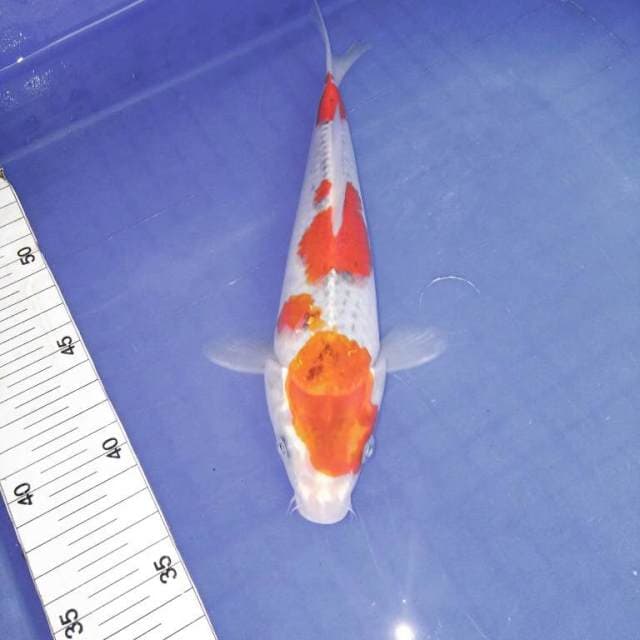 Marughost