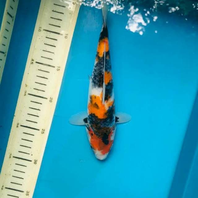 Showa, 24cm