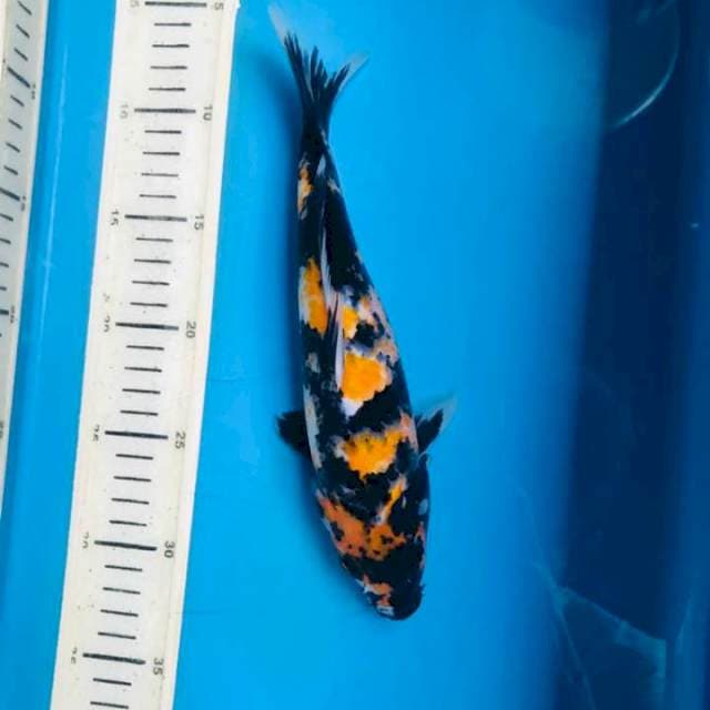 Showa, 25cm