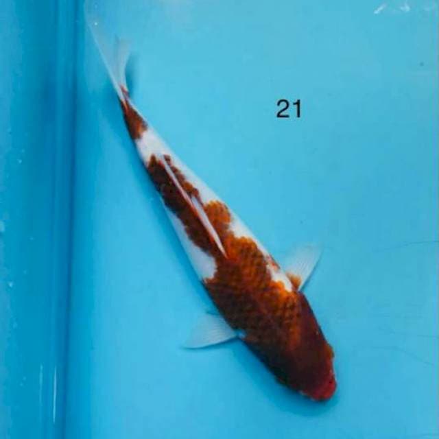 Goromo ,21cm