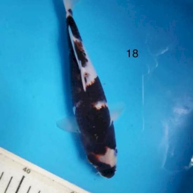 Goromo ,18cm