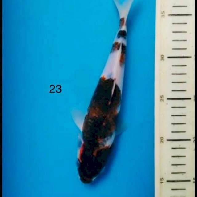Goromo ,23cm