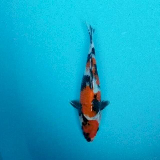 Maruten showa