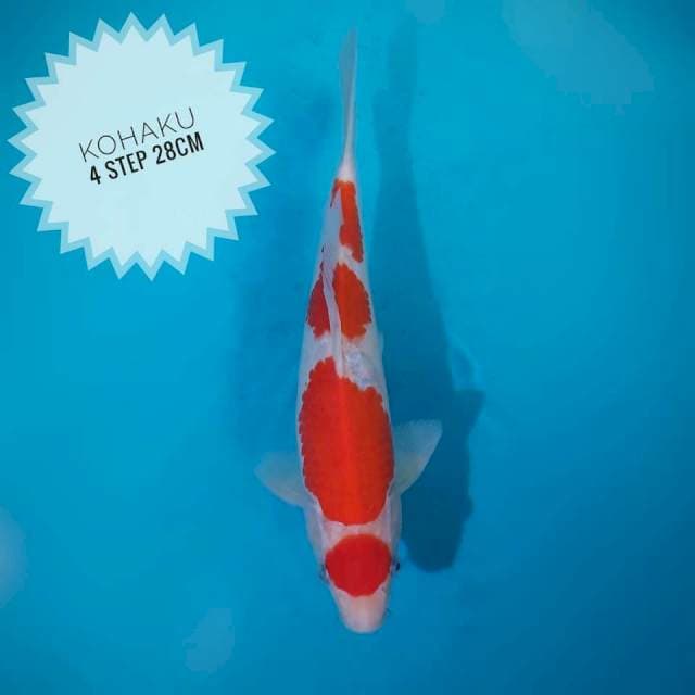 Kohaku 4 step 28 cm
