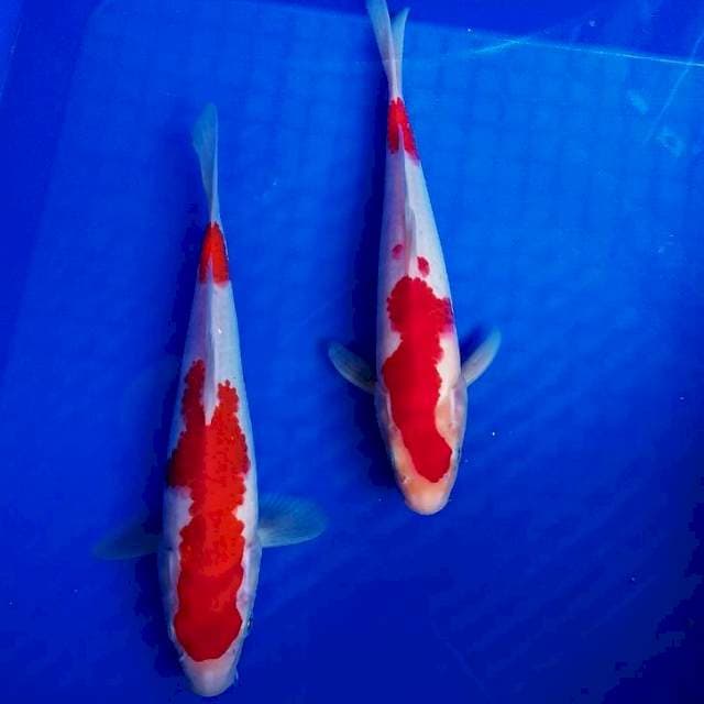 Duo Kohaku 25cm