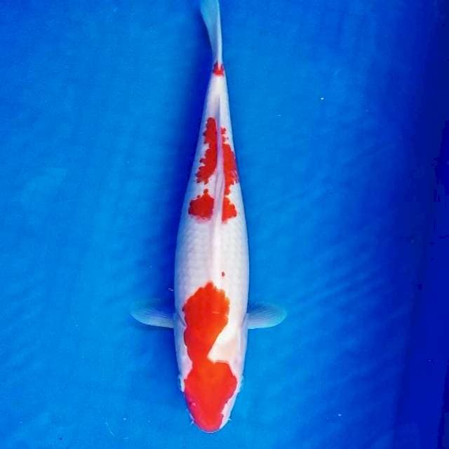 Kohaku 34cm