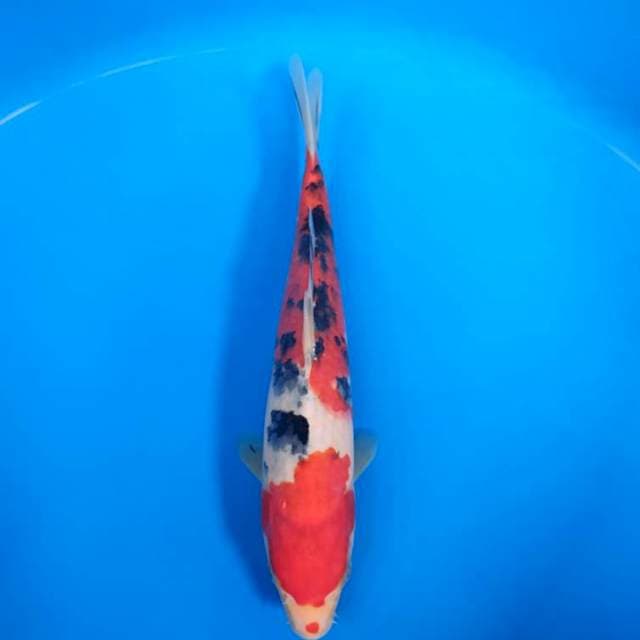 Sanke Red Strong & Good Body 27 cm