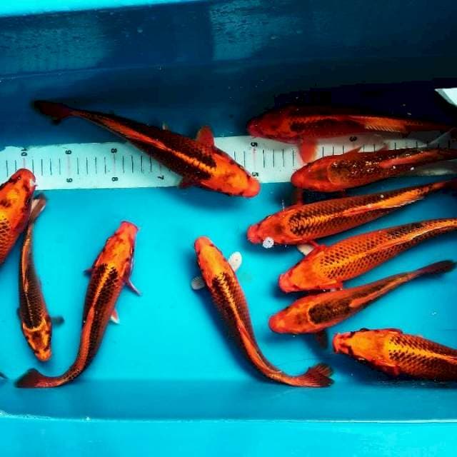 Paket Matsuba 22-26cm