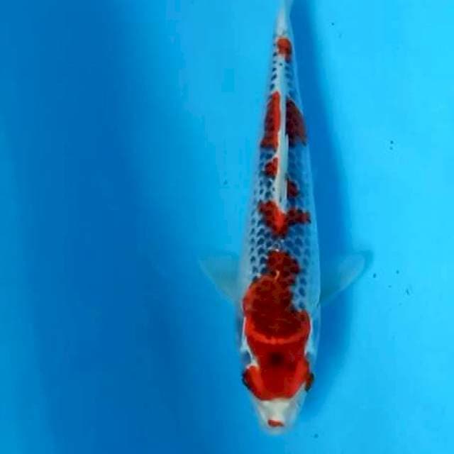 Ghosiki red