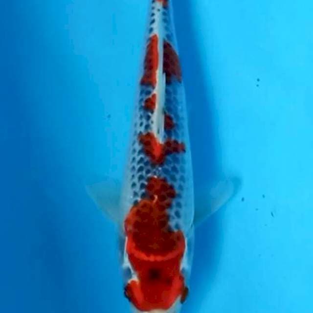 Ghosiki red
