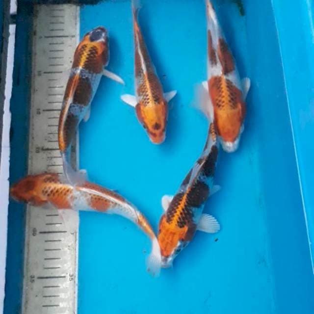 Kujaku 5 ekor 24-25 cm
