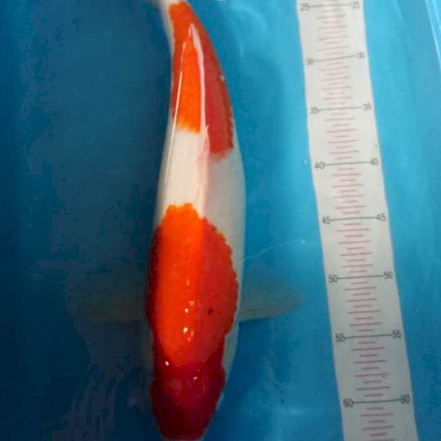 kohaku fimale halus