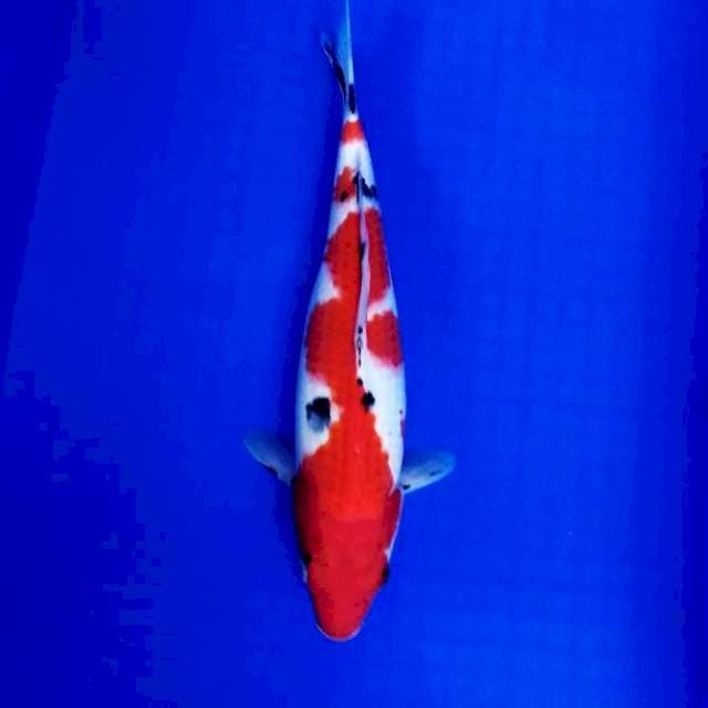 Showa 35cm