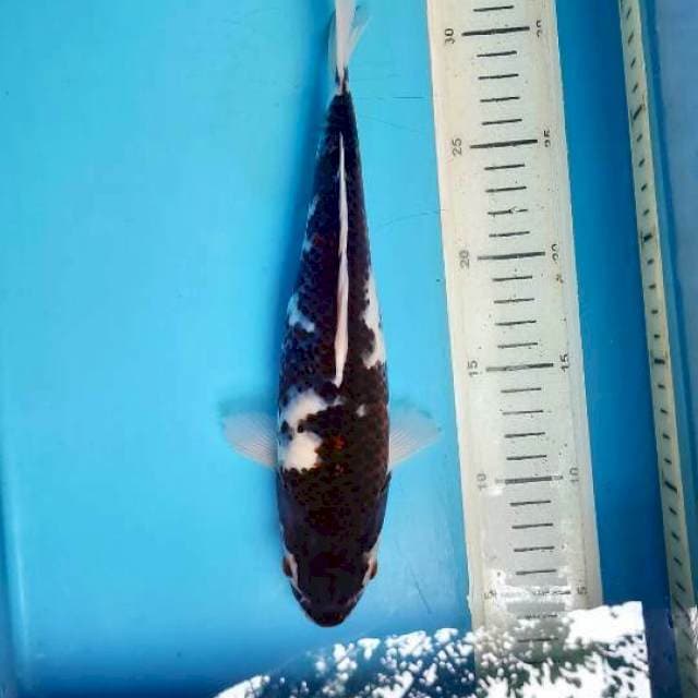 Budo Goromo, 27cm female