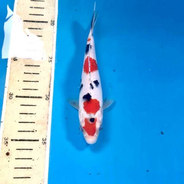 Sanke, 17 cm
