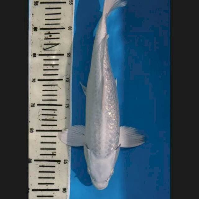Platinum gindrin 37 cm