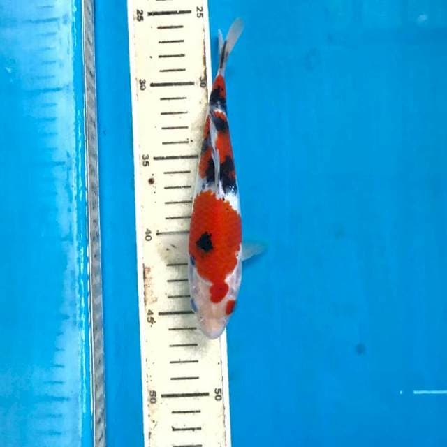 Sanke, 19 cm