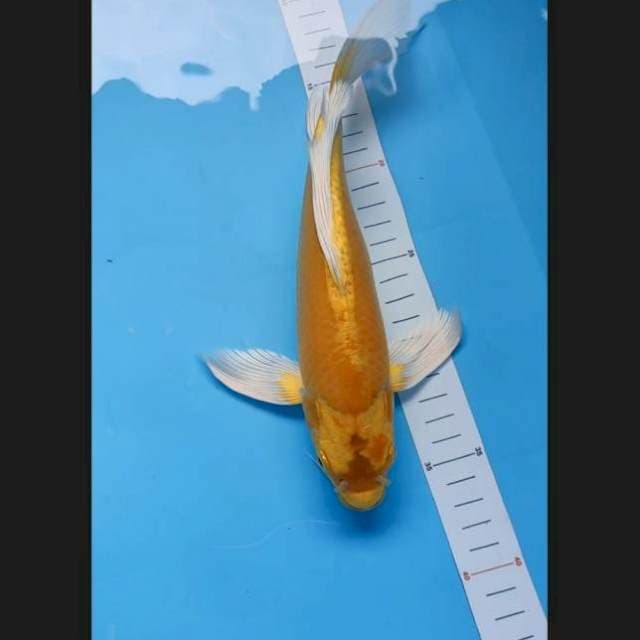 Yamabuki kumpai 27 cm