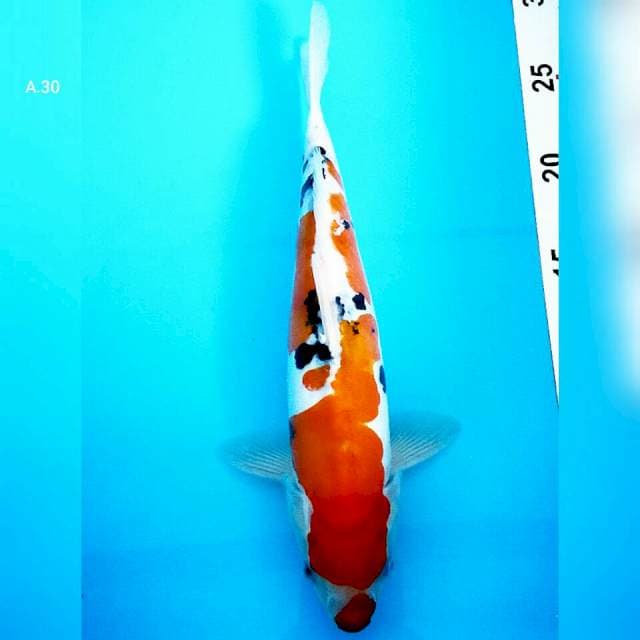 ! Sanke doit/30cm