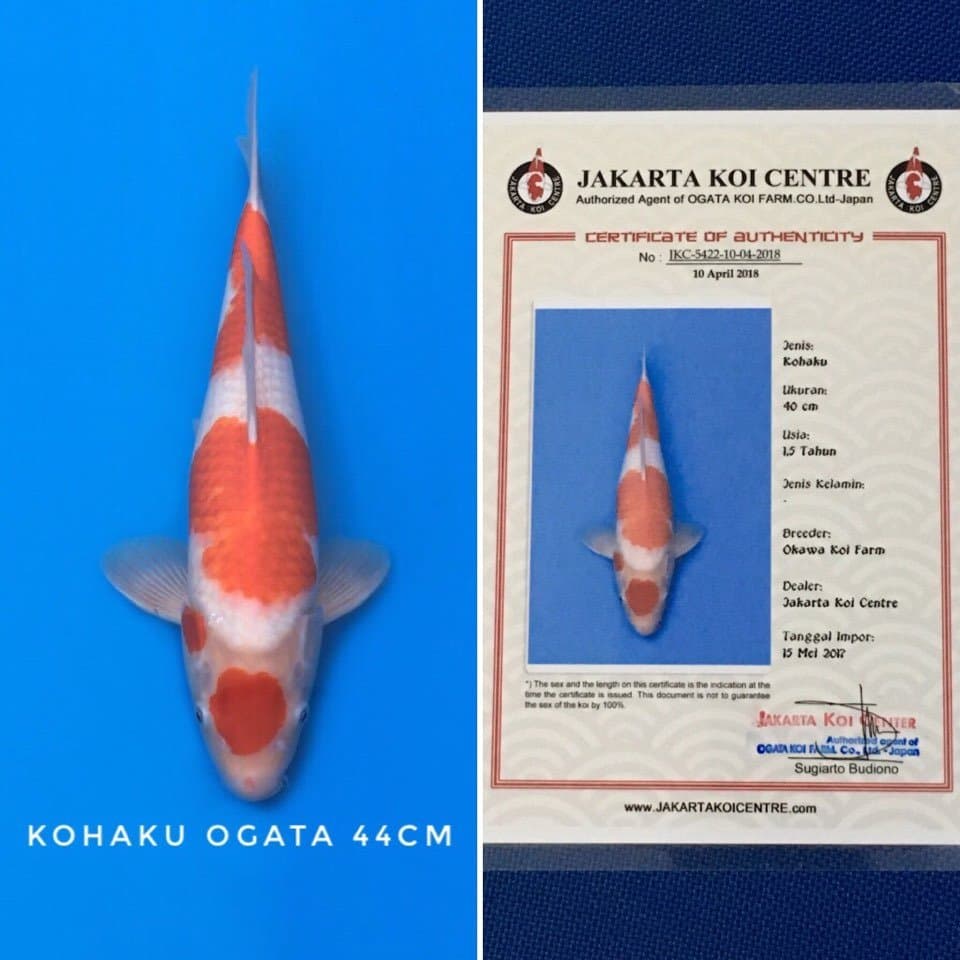 kohaku ogata 44cm