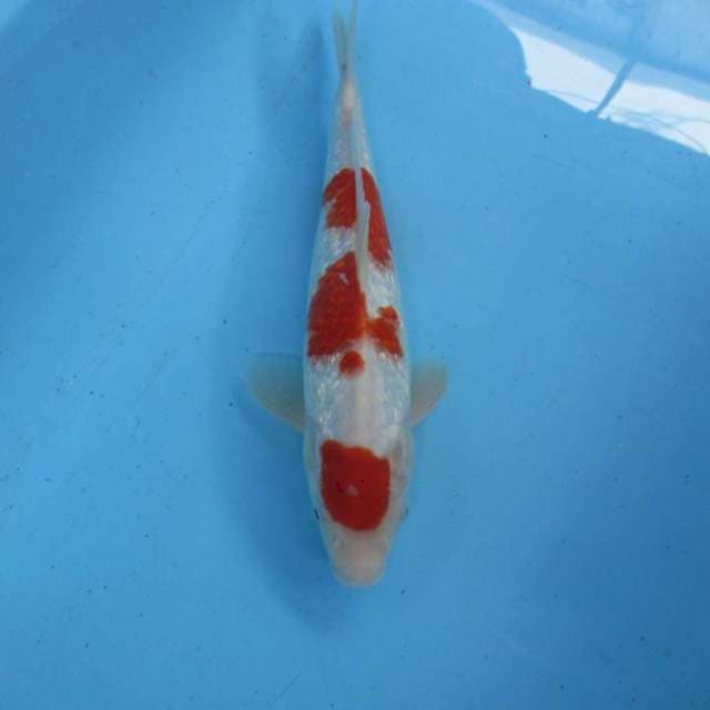 Maruten ginrin