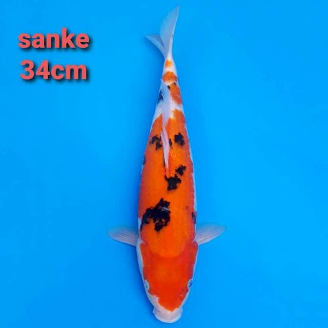 sanke 34cm