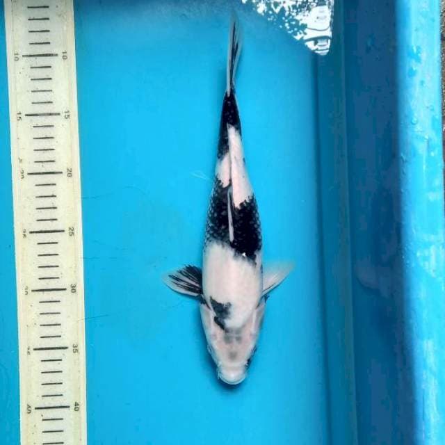 Tategoi Shiro 29cm female