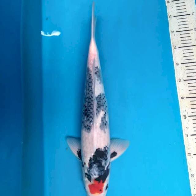 52cm Male Tancho showa