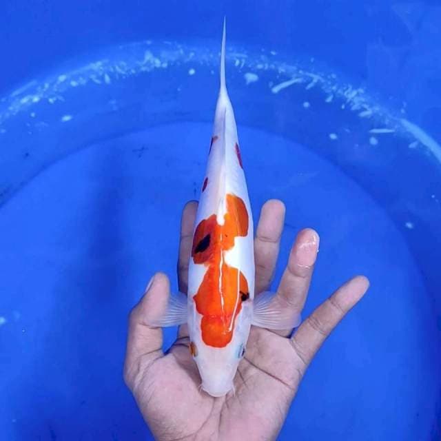 4. Doitsu || 26 cm