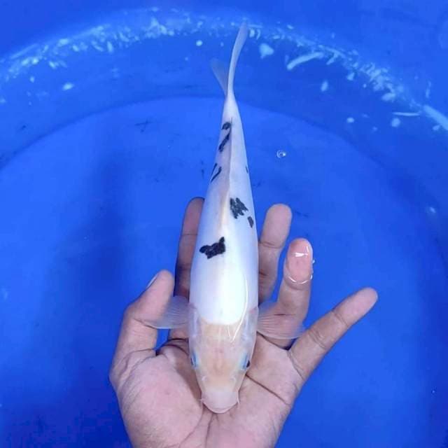 7. Bekko Doitsu Murni || 26 cm
